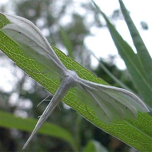 white plume moth