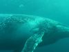 Compare toothed whales' high-frequency echolocation to baleen whales' low-frequency communication