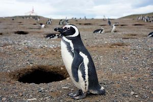 Magellanic penguin