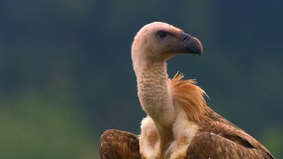 Various vulture species of Bulgaria's hidden corners