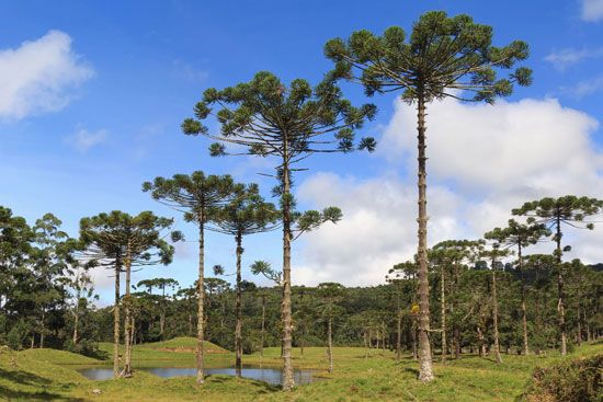 Paraná pine