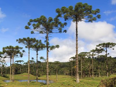 Paraná pine