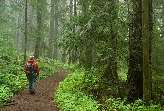 Western red cedar trees