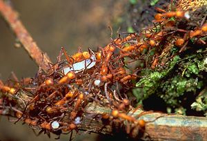 Army ants