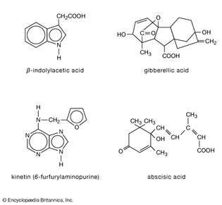 structures of plant hormones