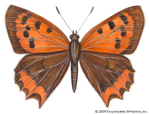 American copper butterfly (Lycaena phleas).