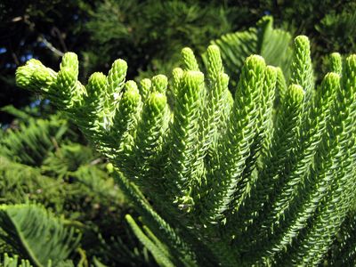 Norfolk Island pine