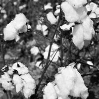 Cotton (Gossypium hirsutum).