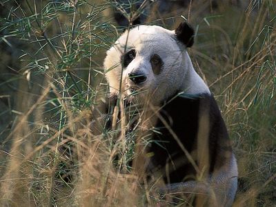 giant panda