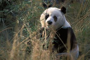 giant panda