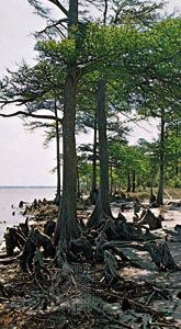 bald cypress