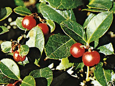 Wintergreen (Gaultheria procumbens)