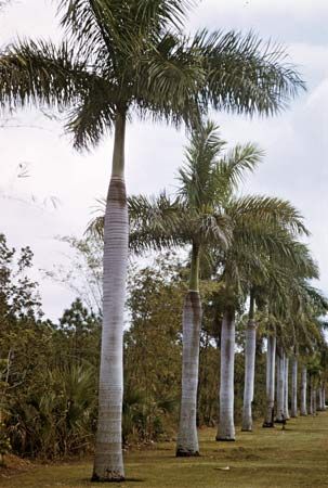 Royal palm (Roystonea regia).