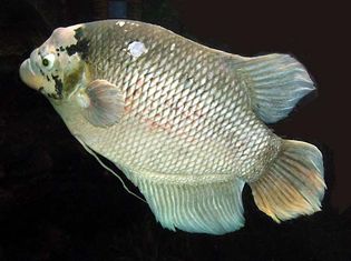 giant gourami