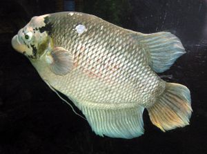 giant gourami