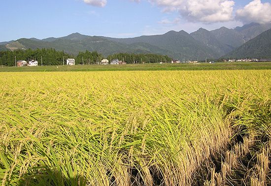 paddy field