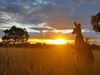 Take a tour of the Australian Outback