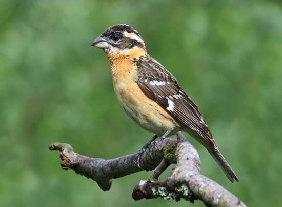 black-headed grosbeak