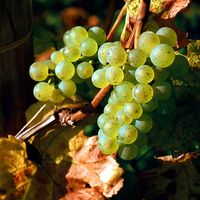 Fruit. Grapes. Grapes on the vine. White grape. Riesling. Wine. Wine grape. White wine. Vineyard. Cluster of Riesling grapes on the vine.