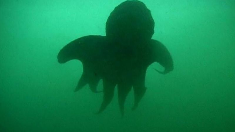 Swimming with a giant Pacific octopus