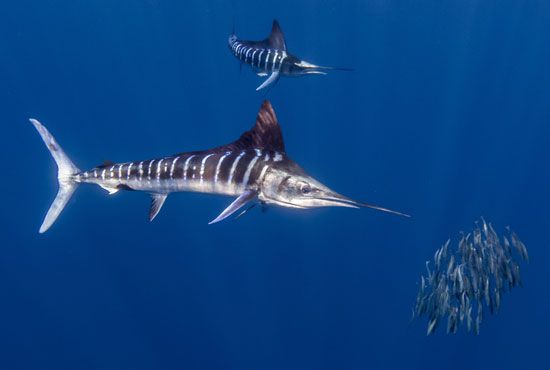 striped marlin (Kajikia audax)