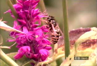 Learn how the foxglove flower has coevolved with the bumblebee to increase pollination efficacy