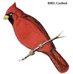 The cardinal is the state bird of Illinois.