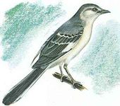 The state bird of Texas is the mockingbird.