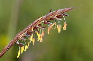 big bluestem