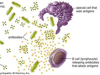 antigen, antibody, and lymphocyte