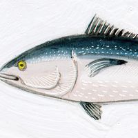 Bluefin tuna (Thunnus thynnus). 10 feet. Fishes, ichthyology, fish plates, marine biology, horse mackerel, red tuna, giant fish, oceanic tuna.