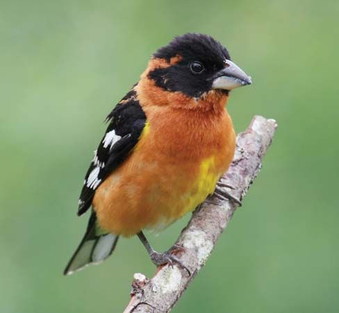 black-headed grosbeak