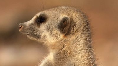 Survival struggles in a meerkat colony