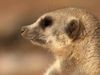 Survival struggles in a meerkat colony