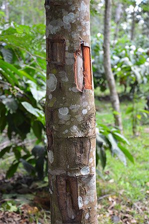 cinnamon tree