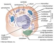 animal cell