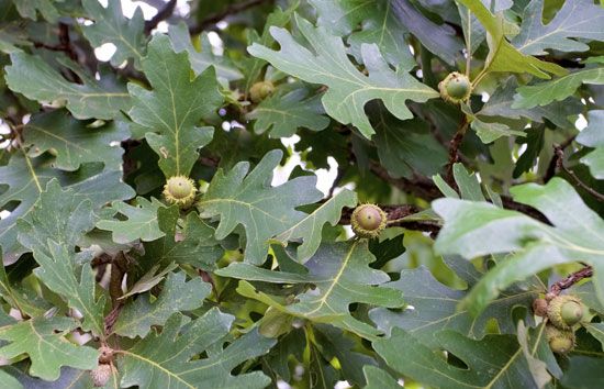 Bur oak