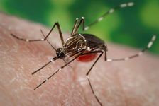 Aedes aegypti mosquito