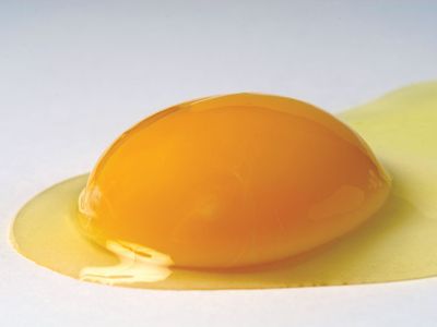 yolk