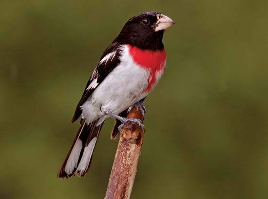 rose-breasted grosbeak