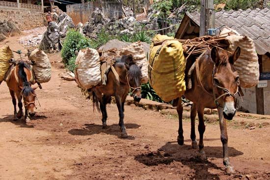 ponies carrying produce