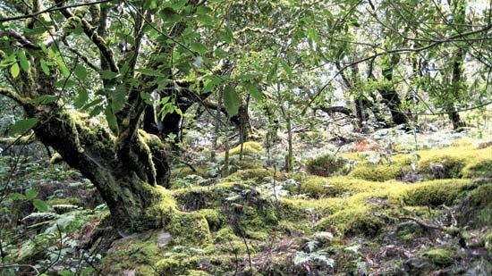 Garajonay National Park, Canary Islands, Spain