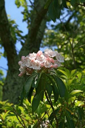 mountain laurel