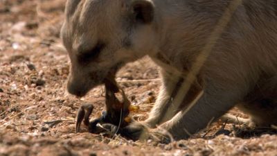 How meerkats survive venomous scorpion stings