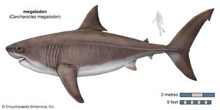 megalodon (Carcharocles megalodon)