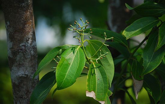 cinnamon tree