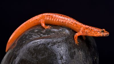 Learn about the habitat and life cycle of the red salamander from the lungless salamander family, the Plethodontidae