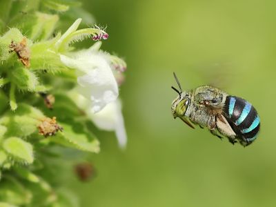 Solitary bee