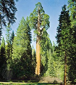 General Grant tree