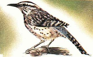 Arizona's state bird is the cactus wren.